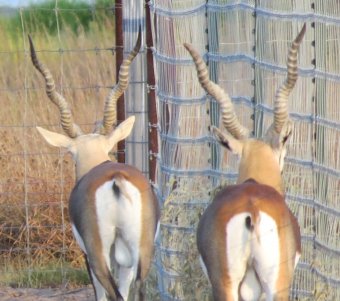 Young Blackbuck Bucks