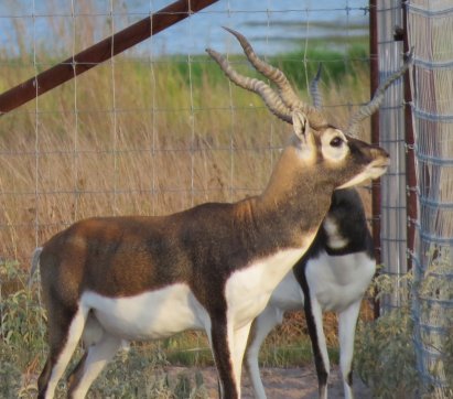 Maturing Blackbuck