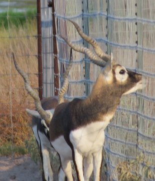 Maturing Blackbuck