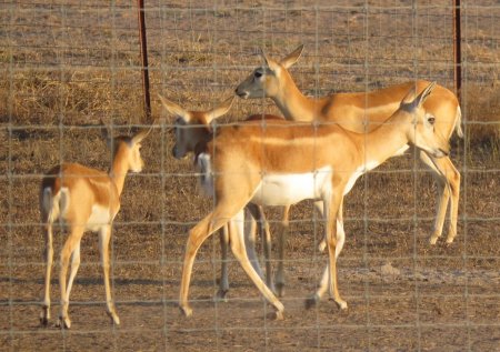 Blackbuck Females